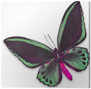 Beautiful Black And Green Butterfly Canvas Print • - Ornithoptera Priamus (400x400), Png Download