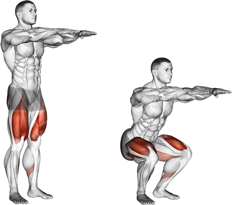 Bodyweight Squat - Body Weight Squat Anatomy (886x768), Png Download