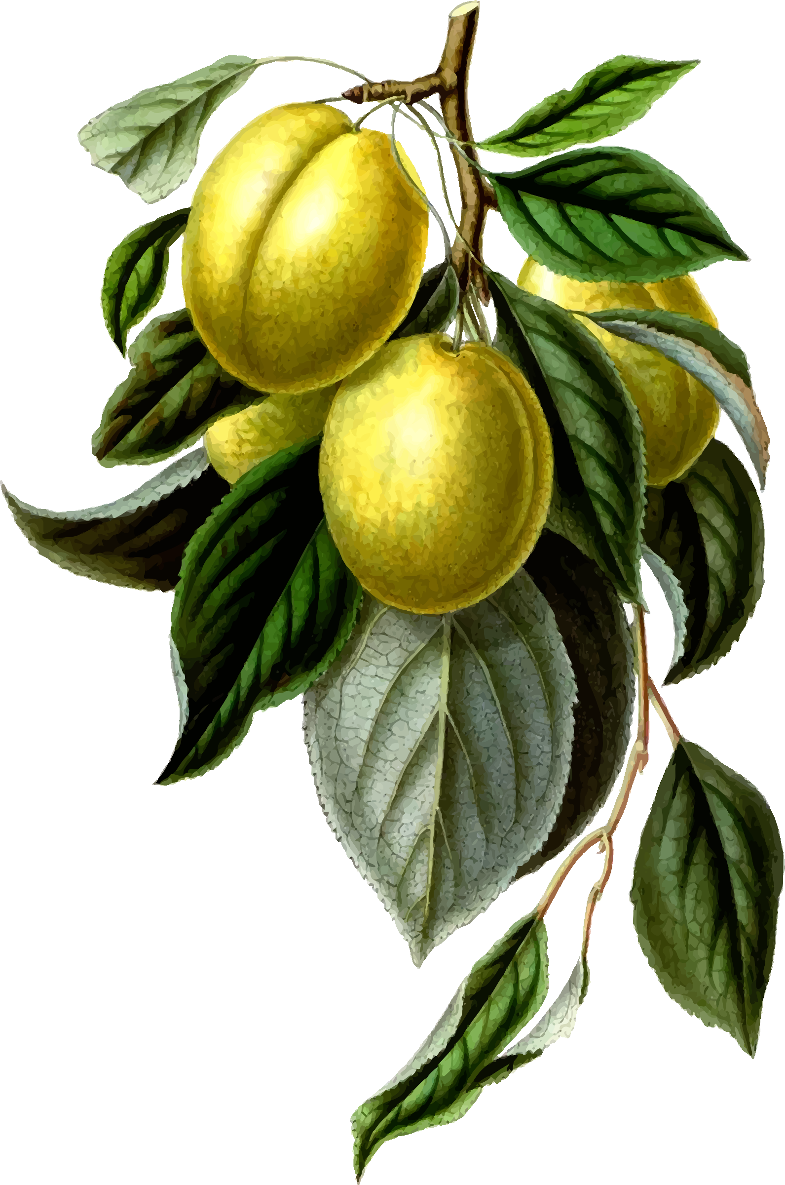 This Free Icons Png Design Of Golden Esperen Plum (1591x2400), Png Download