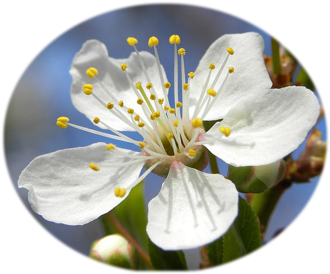 Blossom Of Mirabelle Plum - Dictionary Of The First Or Oldest Words In The English (695x550), Png Download