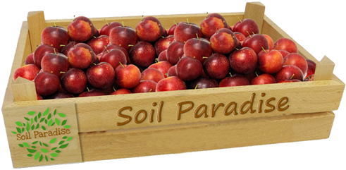 Plum (600x600), Png Download