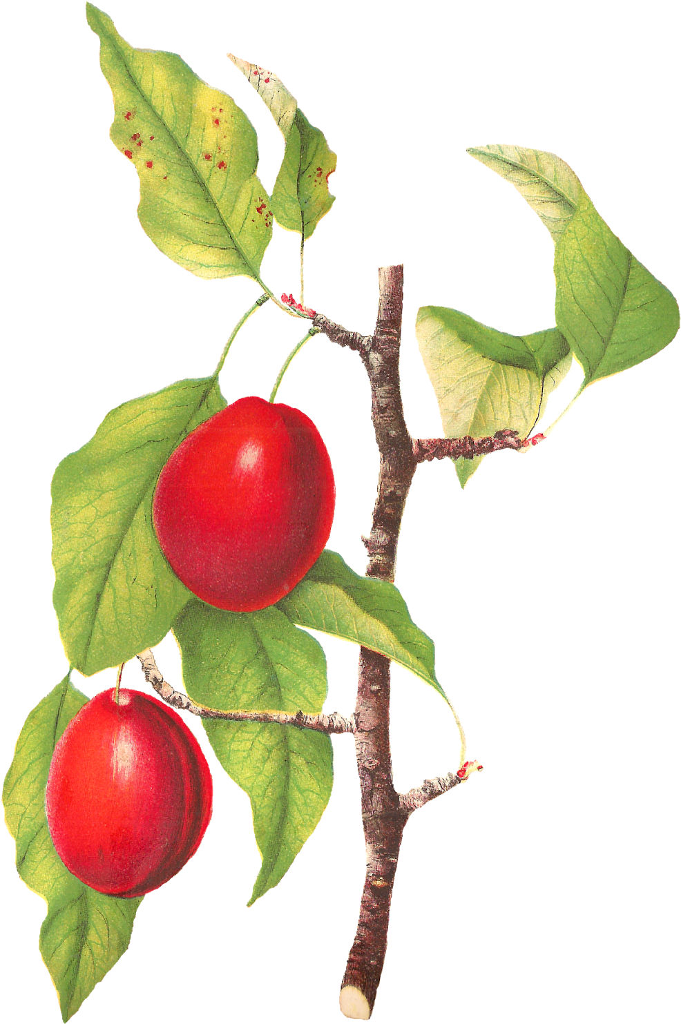 Plum Clipart Fruit - Plum (1096x1600), Png Download