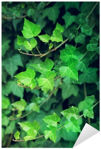 Wall Decal (400x400), Png Download