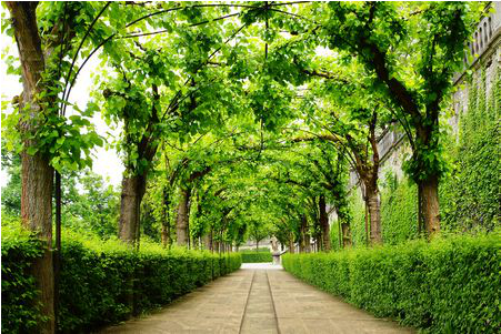 Green Ivy Archway - Grove (450x500), Png Download
