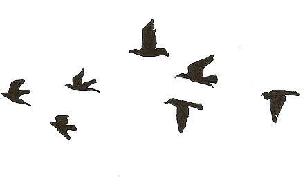 Flying Birds Gif Transparent (514x311), Png Download