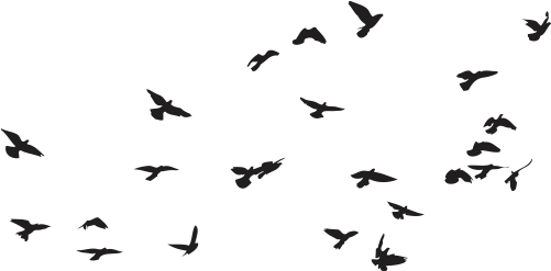 Pajaros Png Transparente - Pajaros Png Para Photoshop (600x600), Png Download