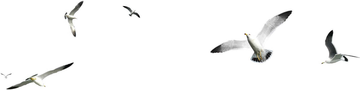 Quizás También Le Interese - Pajaros Png Para Photoshop (1600x1051), Png Download