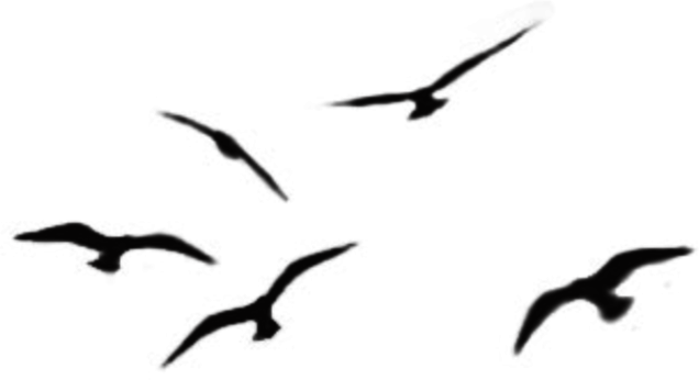 Brushes Bird Flying - Portland Head Light (636x346), Png Download