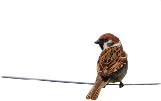 Pajaros Gifs Imagenes - Wünsche Für Eine Gute Woche (550x393), Png Download