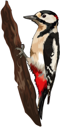 Pico Picapinos - Pajaro Carpintero Png (300x424), Png Download