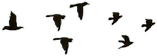 Pajaros Aves Tatuaje Hipster Negro - Imagenes Png En Movimiento (600x498), Png Download