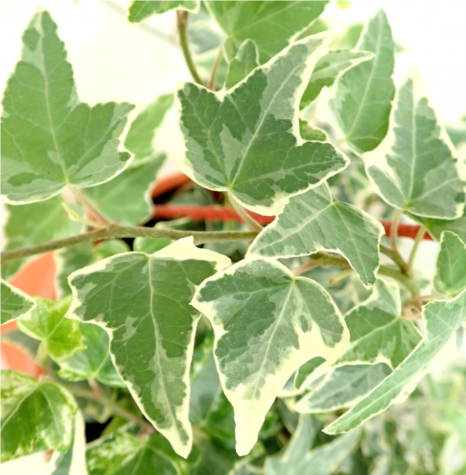 Common Ivy (910x1155), Png Download