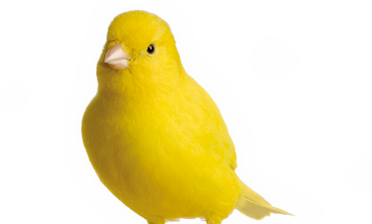 Imagenes De Una Aves (527x318), Png Download