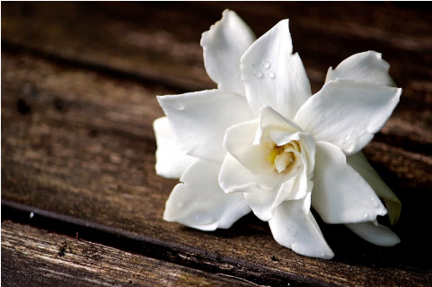 Gardenia - Frangipani (480x480), Png Download