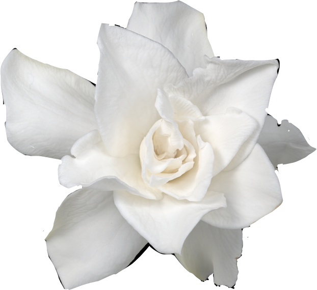 Download Ftstickers Flower Gardenia Freetoedit Gardenia Png Image With No Background Pngkey Com