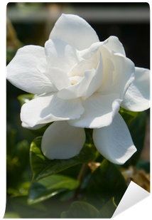 Fragrance Oil (400x400), Png Download