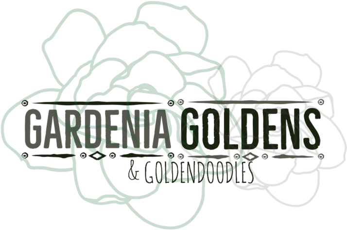 Gardenia Goldens-3 - Portable Network Graphics (1000x524), Png Download