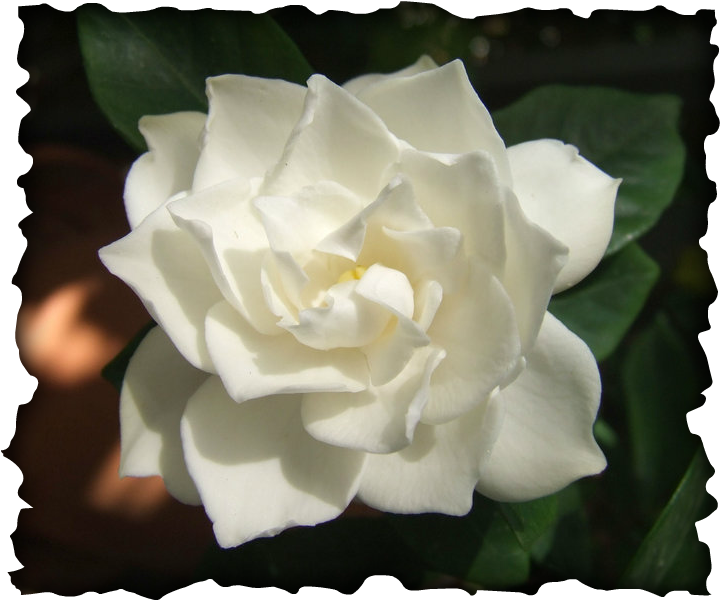 Gardenia - Gardenia Flower (720x600), Png Download