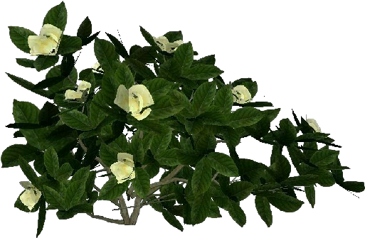 3d Flowers - Gardenia - Flowerpot (750x527), Png Download