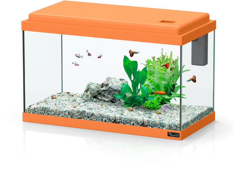 Funny Fish - Aquatlantis Funny Fish 50 (788x712), Png Download
