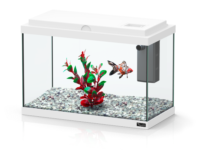 Funny Fish - Funny Fish Aquatlantis (788x712), Png Download