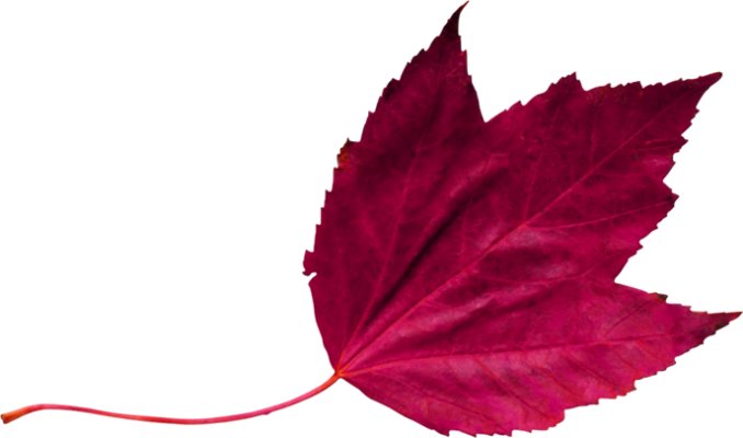 Red Leaf 2 - Maroon Leaf Png (678x400), Png Download