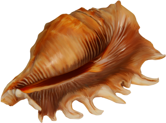 Conch Transparent Png Image - Ракушка Клипарт На Прозрачном Фоне (650x490), Png Download