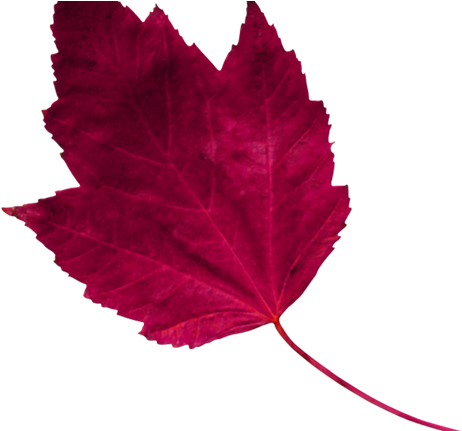 Red Leaf 1 - Maple (553x430), Png Download