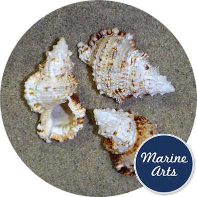 Conch Curly Large 7-9cm - Conch (395x395), Png Download