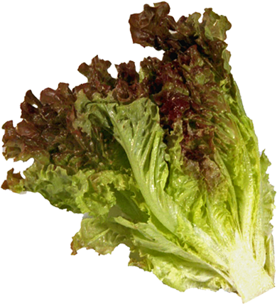 Red Leaf Liner Two Dozen - Red Leaf Lettuce Tender Fresh Produce Fruit Vegetables (390x428), Png Download