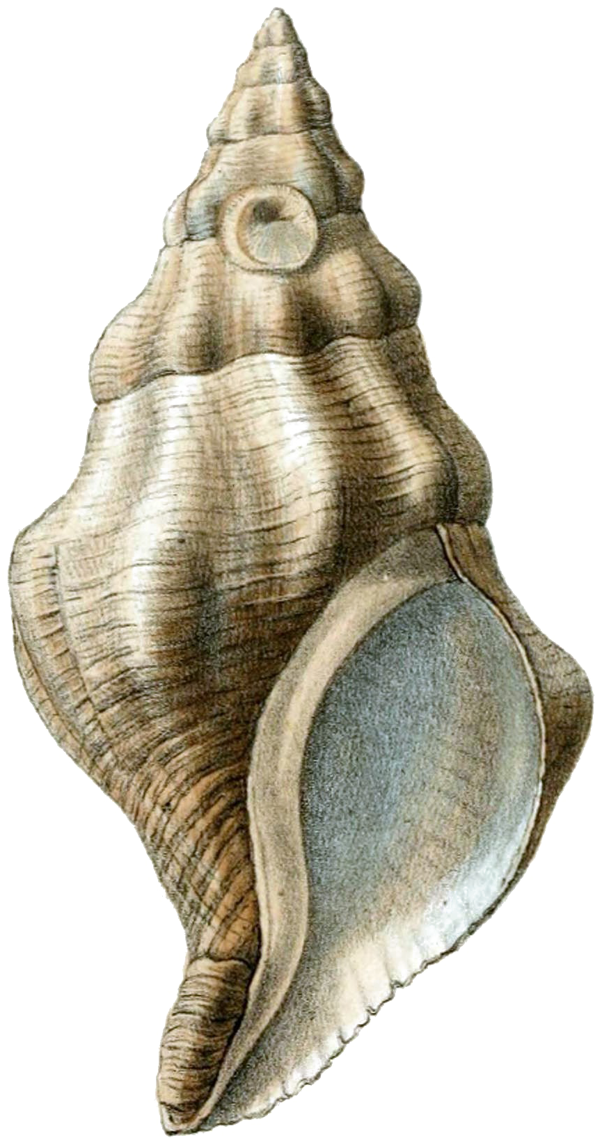 Conch Png Pic - Shell Png (918x1678), Png Download