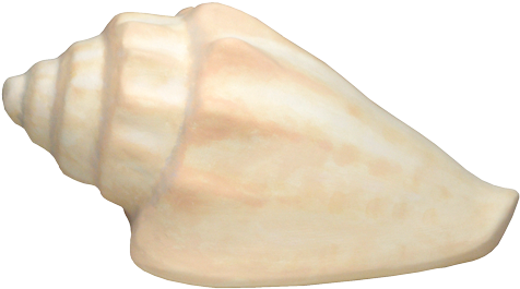 Conch Shell Biodegradable Urn - Urn (500x500), Png Download