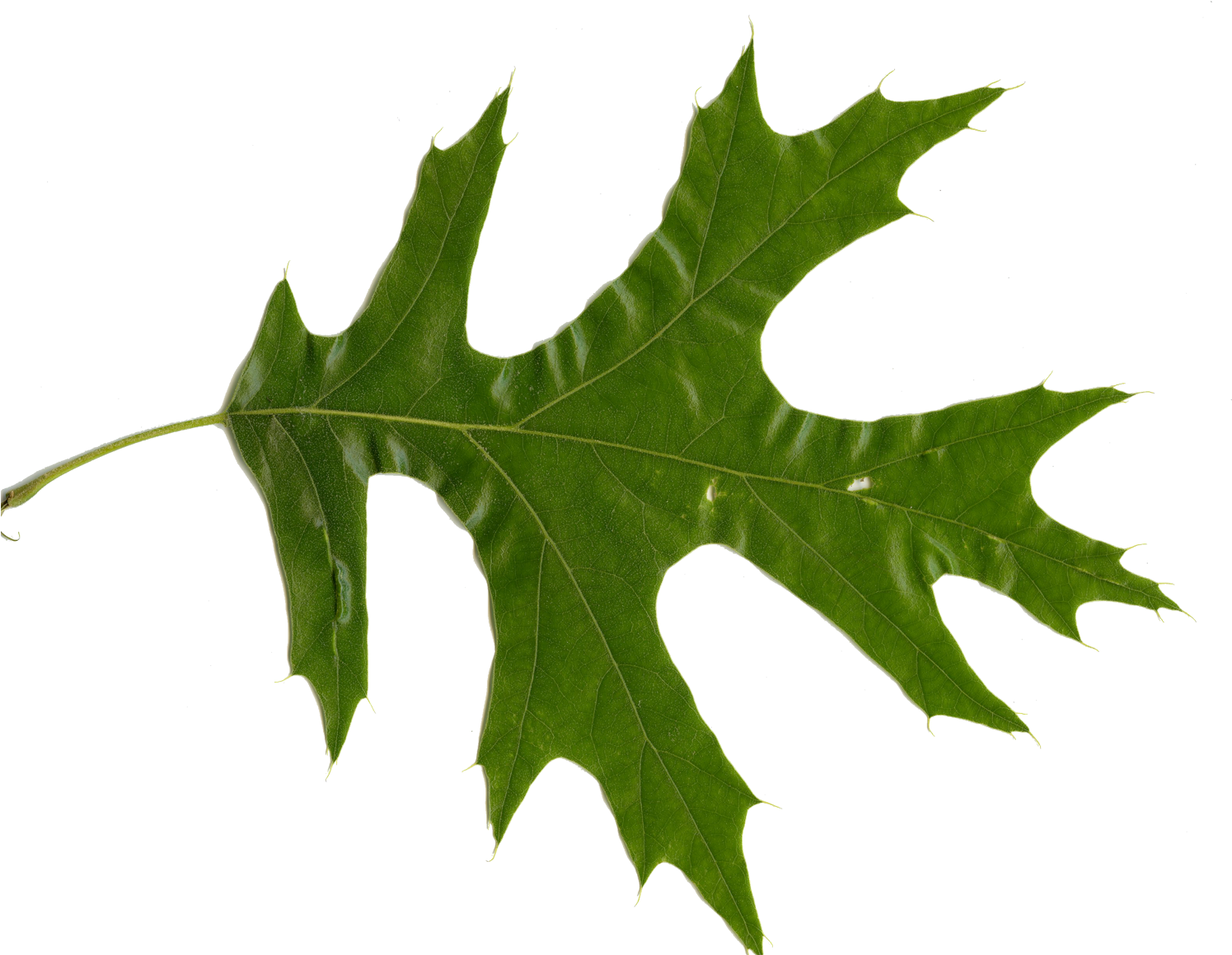 Quercus Rubra - Red Oak Leaf (1500x1168), Png Download