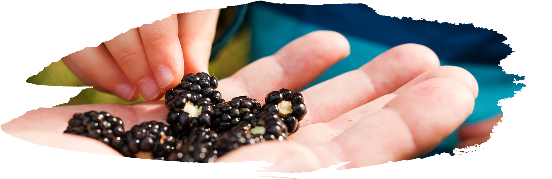 Both Are A Dark Purple/black Color, But Blackberries - Blackberry (1920x600), Png Download
