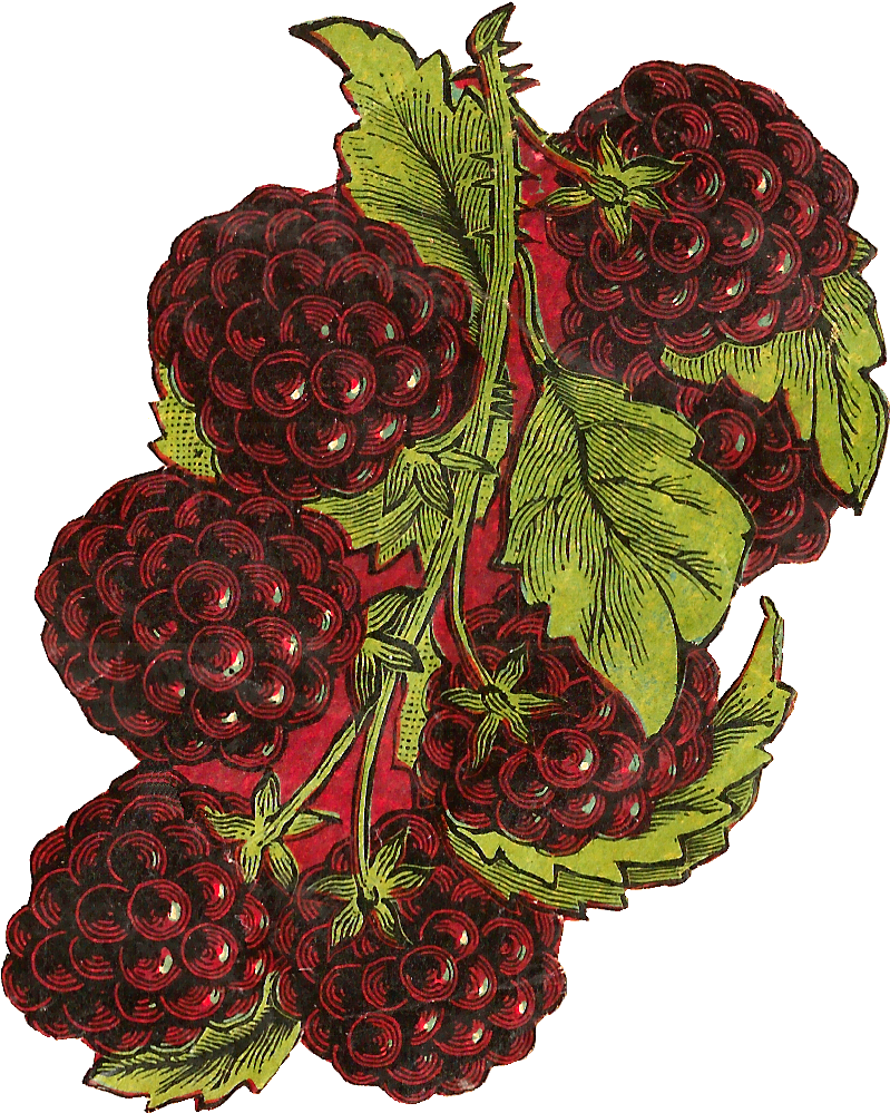 One Blackberry Fruit Png Download - Fruit (892x1088), Png Download