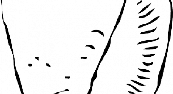 Skill Cartoon Fish Outline Black Outline Drawing White - Clip Art (570x310), Png Download