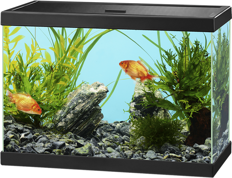 Aquarium Png - Ciano Aqua 15 (1050x700), Png Download