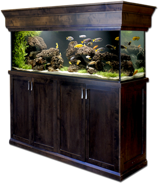 Aquarium Services - Aquarium (332x378), Png Download