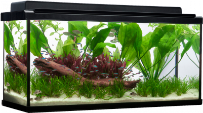 Get On Your Way To Becoming A True Aquarist By Introducing - Fluval 55 Gallon Premium Aquarium Kit Review (400x400), Png Download