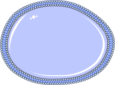 Cell Membrane - My Jewellery Armband (451x335), Png Download