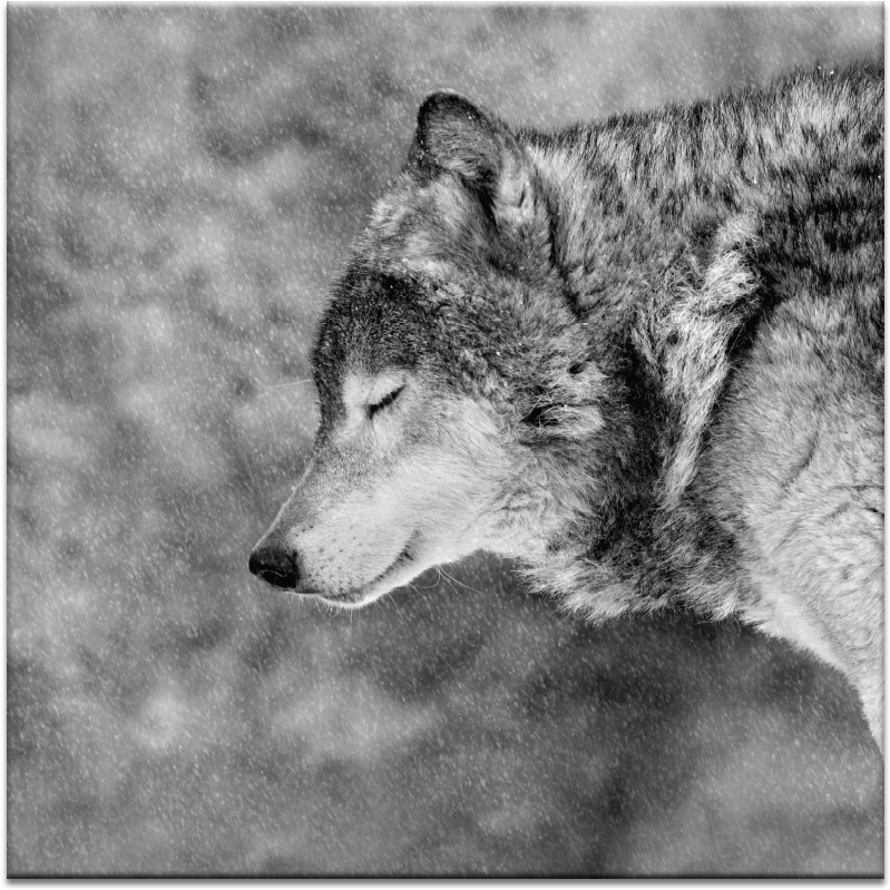 02ph Let It Snow - Wolf Pic Black And White (900x900), Png Download