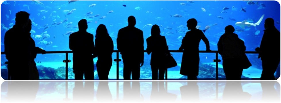Come Diving With Us As We Get Up Close With The Fish - Georgia Aquarium (979x560), Png Download