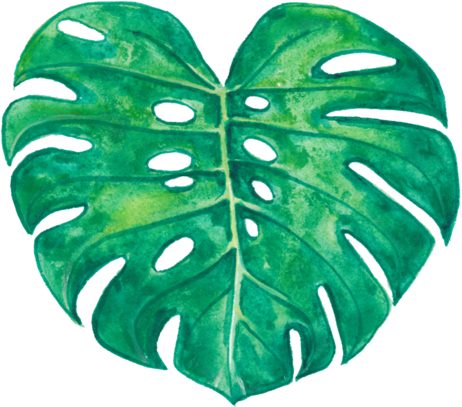 Monstera Deliciosa (1000x1089), Png Download