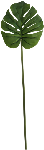 Monstera Leaf Stem 60cm - Plant Stem (500x500), Png Download