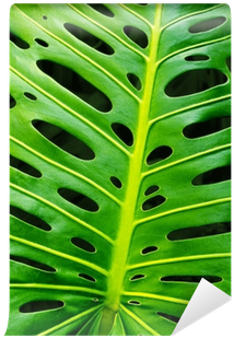 Zen Art Monstera Leaf Wooden Jigsaw Puzzle (400x400), Png Download