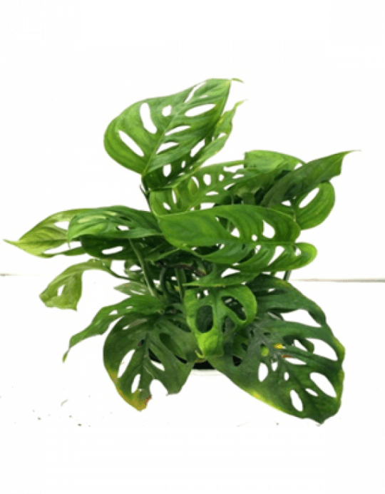 Monstera Obliqua Plant With Fertilizer & Plate Free - Monstera Obliqua (540x693), Png Download