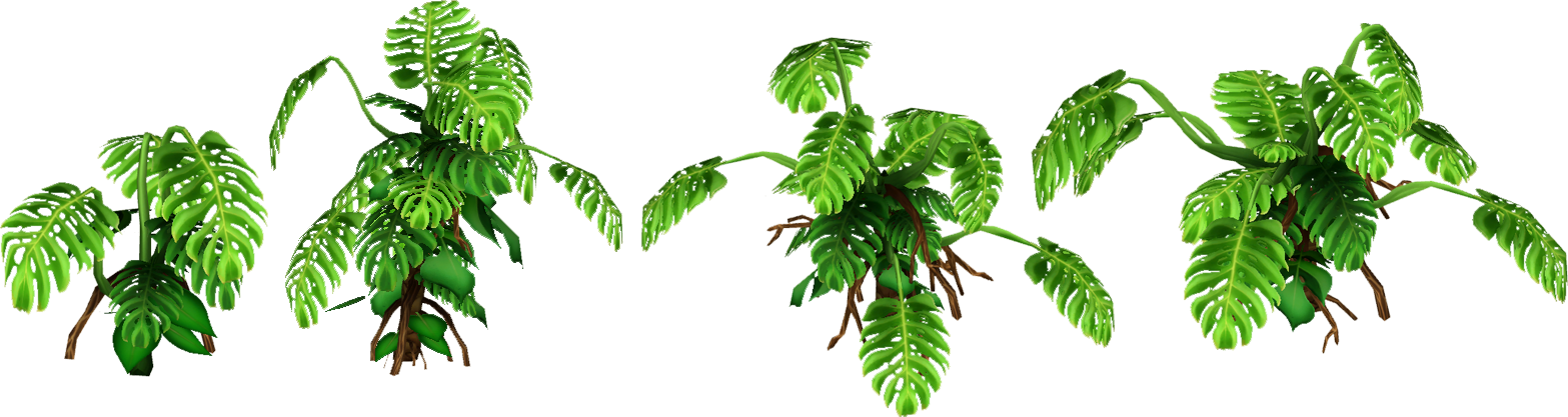 Montsera Slice - Wiki (1567x417), Png Download