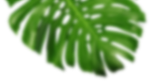 Blurred Image Of A Leaf Frond - Leaf (607x328), Png Download