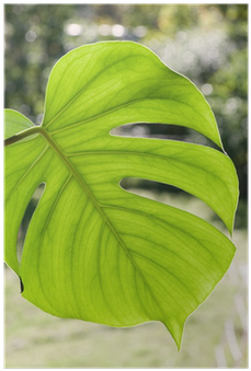 Swiss Cheese Plant (400x400), Png Download