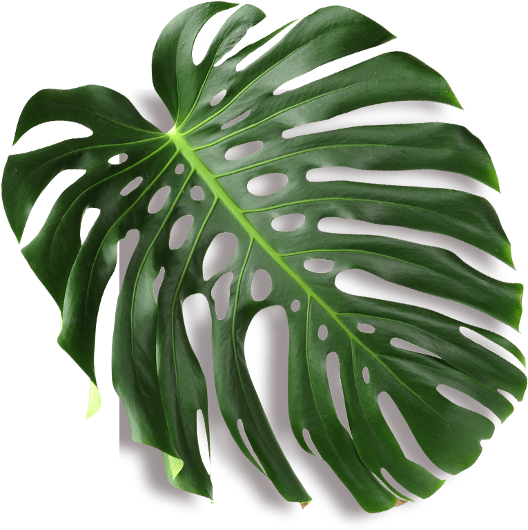 Anjelah Johnson-reyes Was Born And Raised In San Jose, - Obraz Jungle 006 40 X 52 Cm (806x794), Png Download